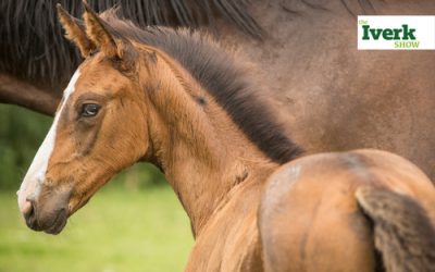 Mare and Foal Championship Returns