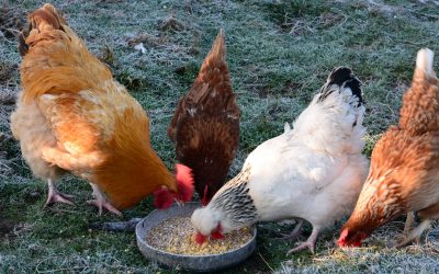 From Field to Fork at Iverk Show