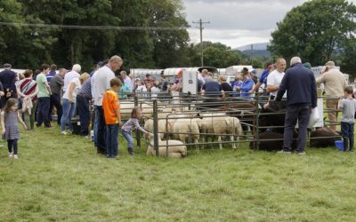 Iverk Sheep Classes