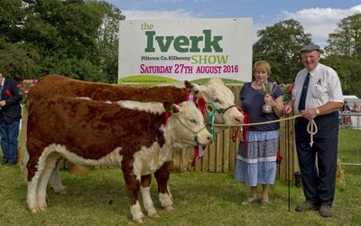Cattle at Iverk
