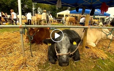 Iverk Show on RTE News