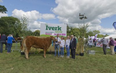 Cattle at the 193rd Iverk show